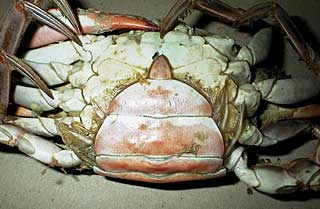 Female Blue Crab