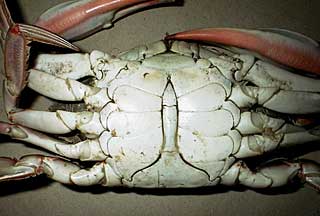 Male Blue Crab